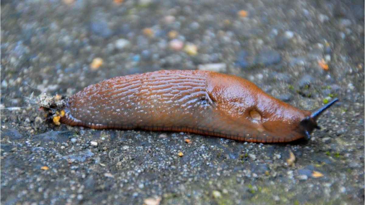 Schnecken im Garten: Das hilft wirklich