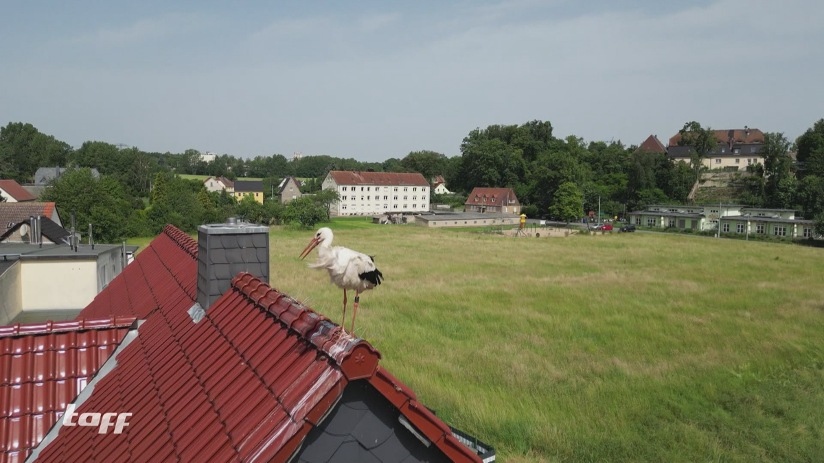 Terror Storch in Sachsen