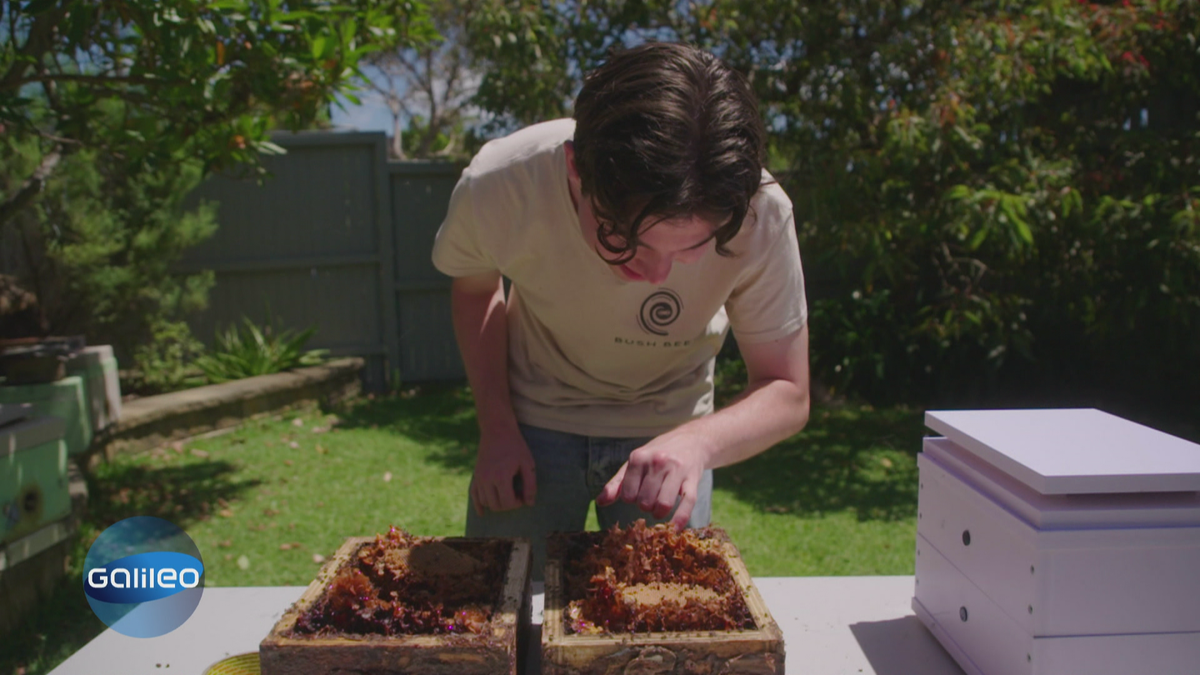 Young Sydney: Außergewöhnliche Hobbies der australischen Jugend 