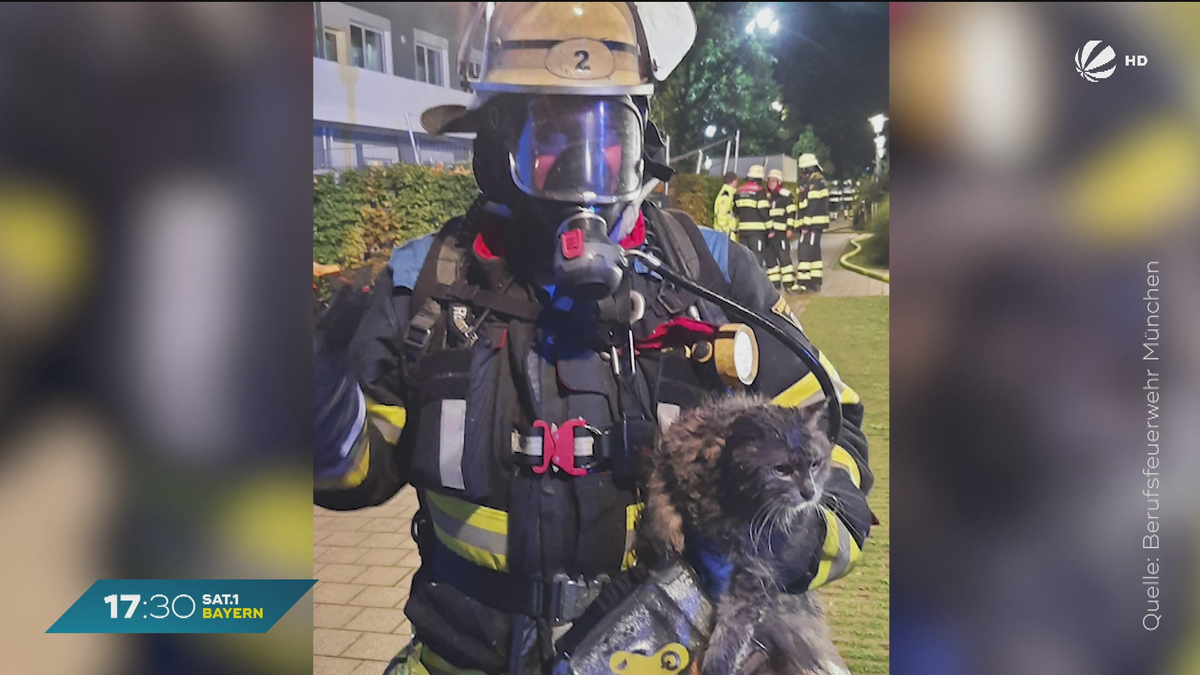 Wohnungsbrand in München: Katzen mit Rauchvergiftung in Tierklinik