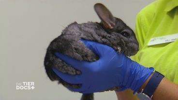 Chinchilla in Lebensgefahr