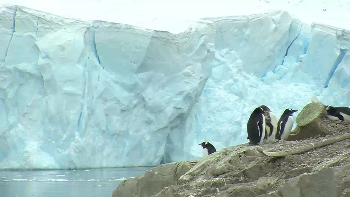 Polarregionen: Eisschmelze macht Weg frei für gefährliche Seuche