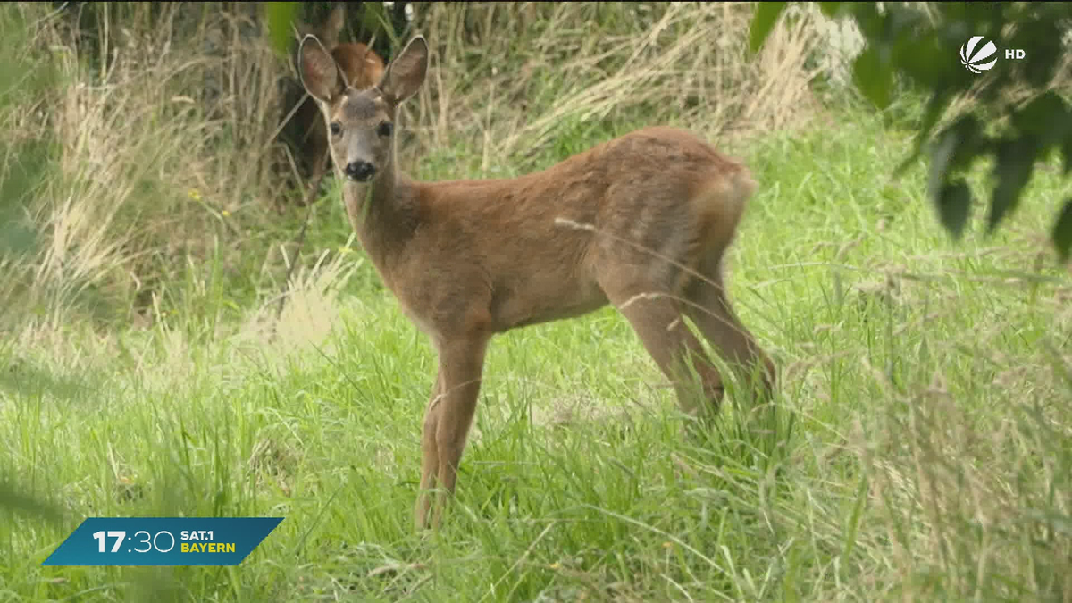 Rehkitz-Retterin aus Leidenschaft: Oberbayerin pflegt verwaiste Wildtiere