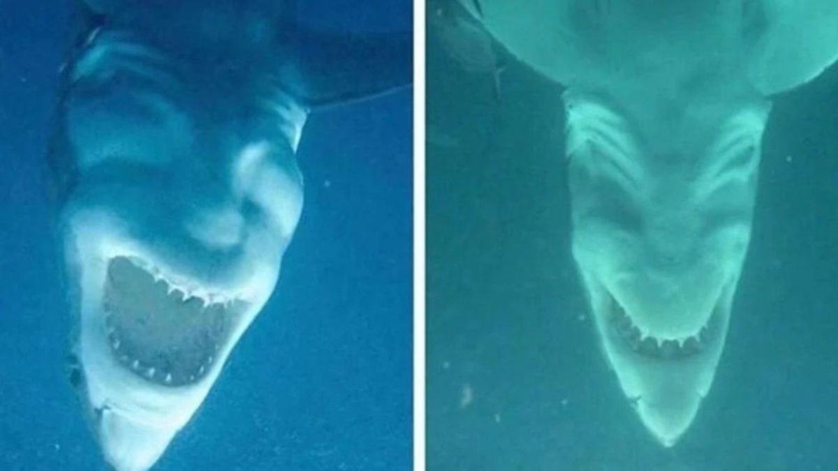 Wie Voldemort: So sehen weiße Haie von unten aus
