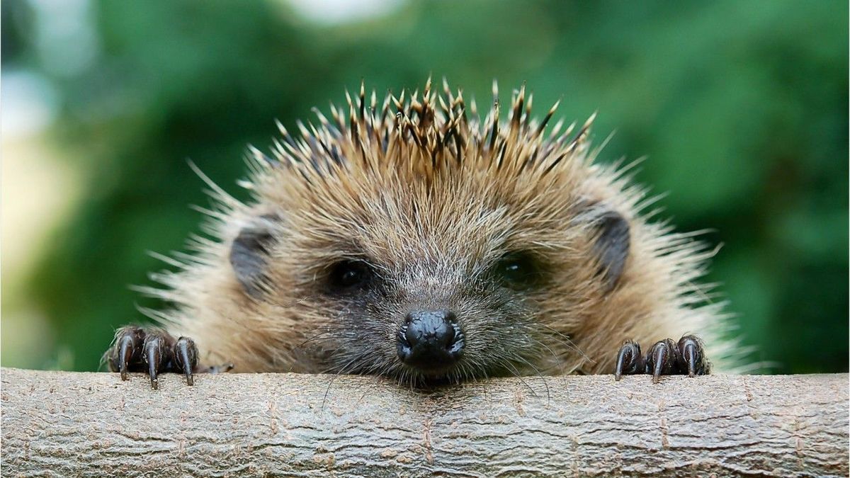 Hilfe bei Hitze: Wie sie Tieren im eigenen Garten helfen können