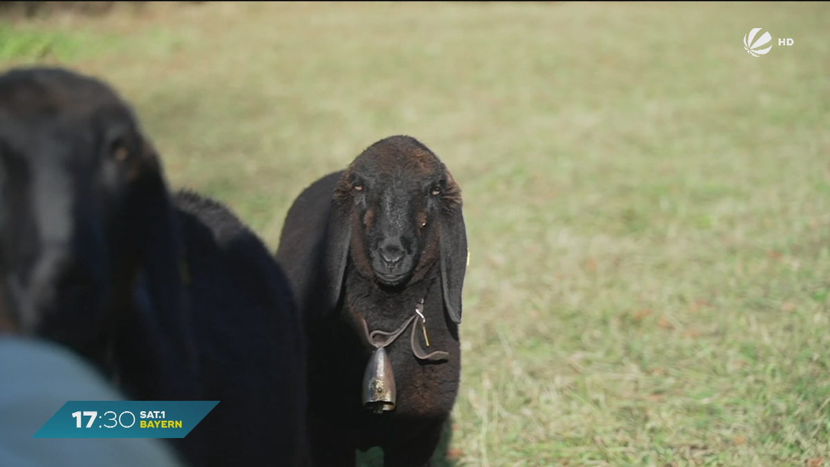 Tierquälerei in Oberammergau: Unbekannter fesselt Lämmchen Zilli auf Weide