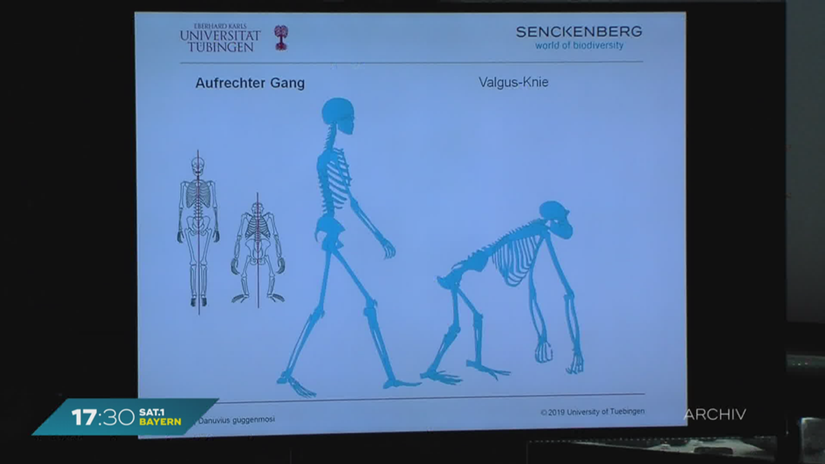 Sensation im Ost-Allgäu: Neue Menschenaffenart entdeckt