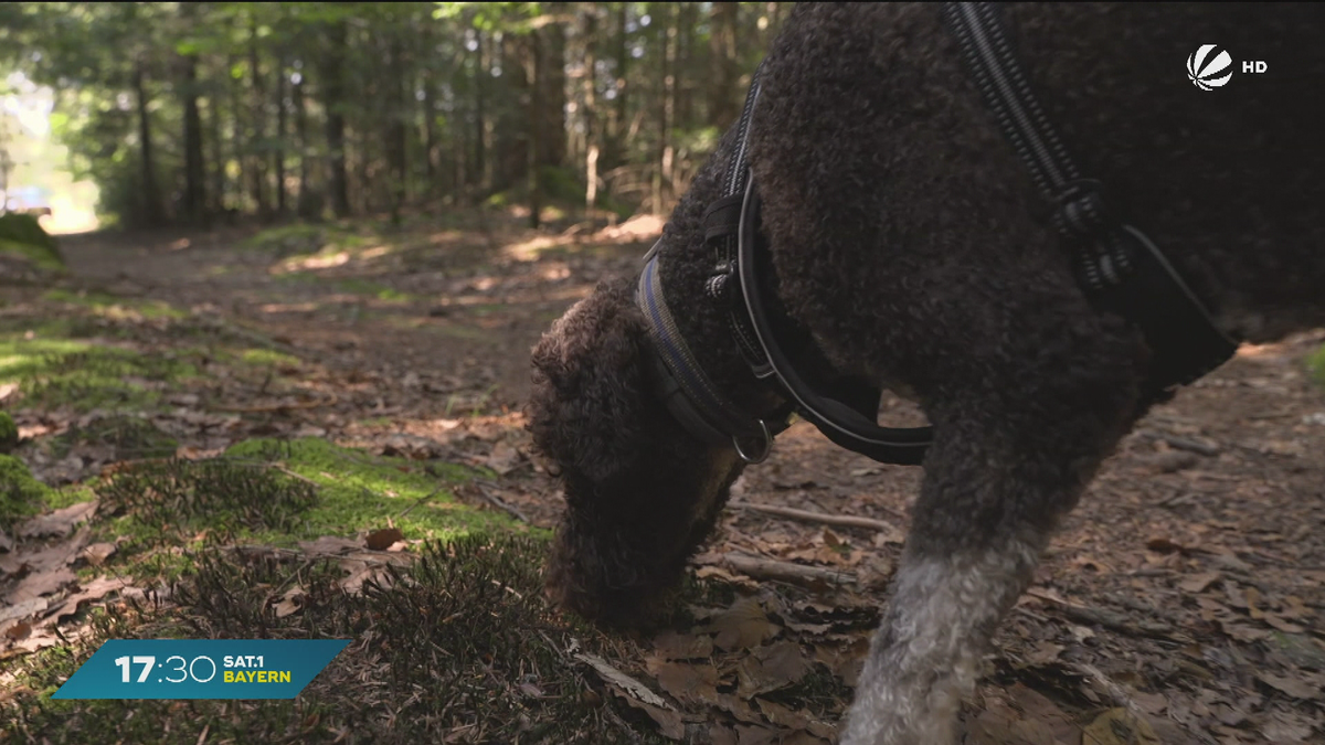 Trüffel im Bayerischen Wald? Unterwegs mit einem Suchhund