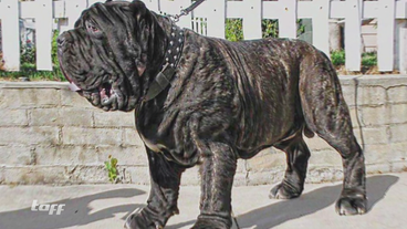 Größte Hunderasse der Welt: Tierschützer gehen auf die Barrikaden