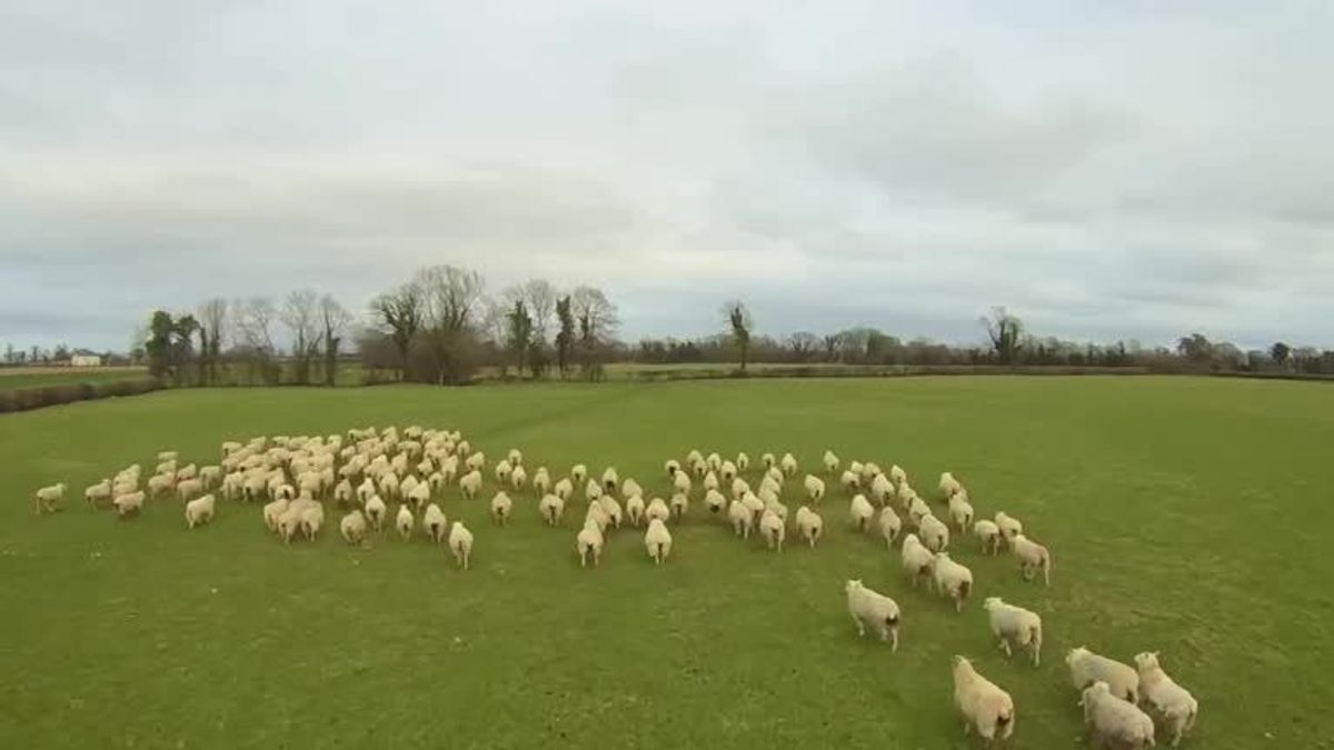 Drohne macht Schäferhunde arbeitslos