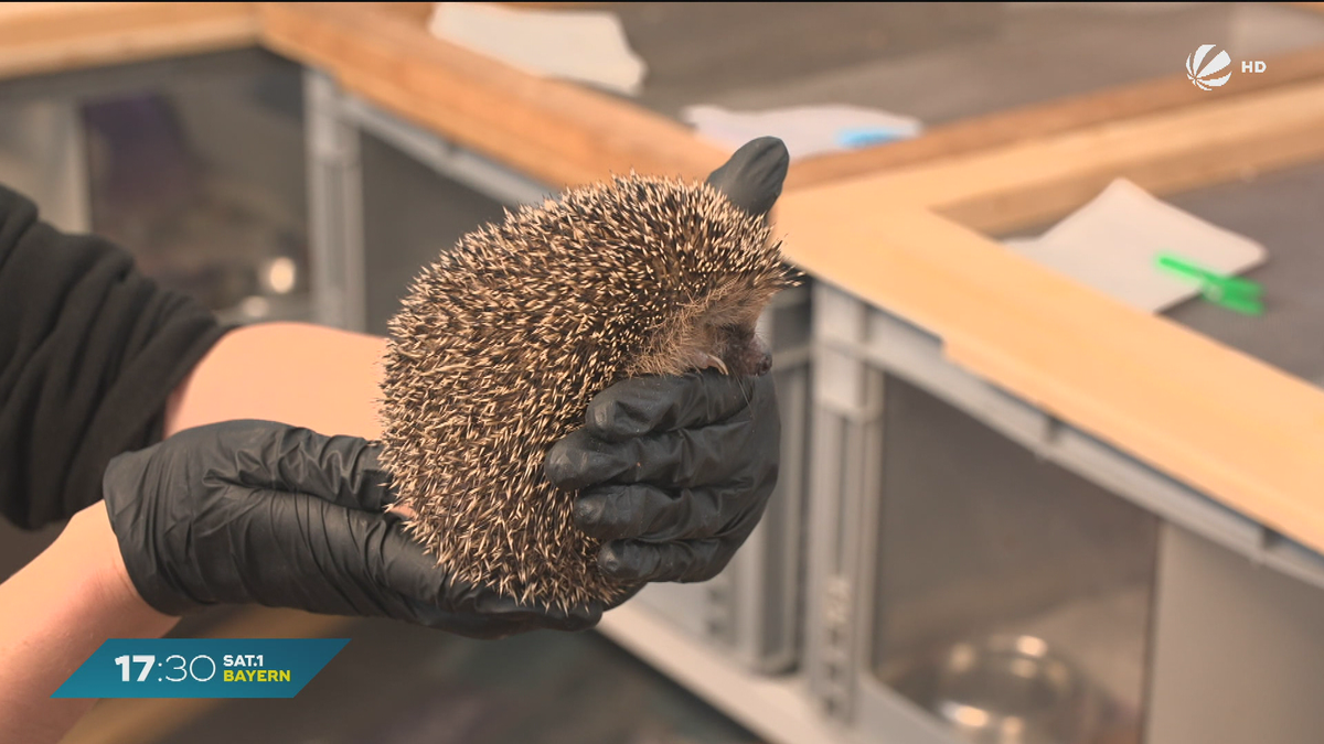 Notstand in Tierheimen: Igel-Aufnahmestopp in Bayerns Städten