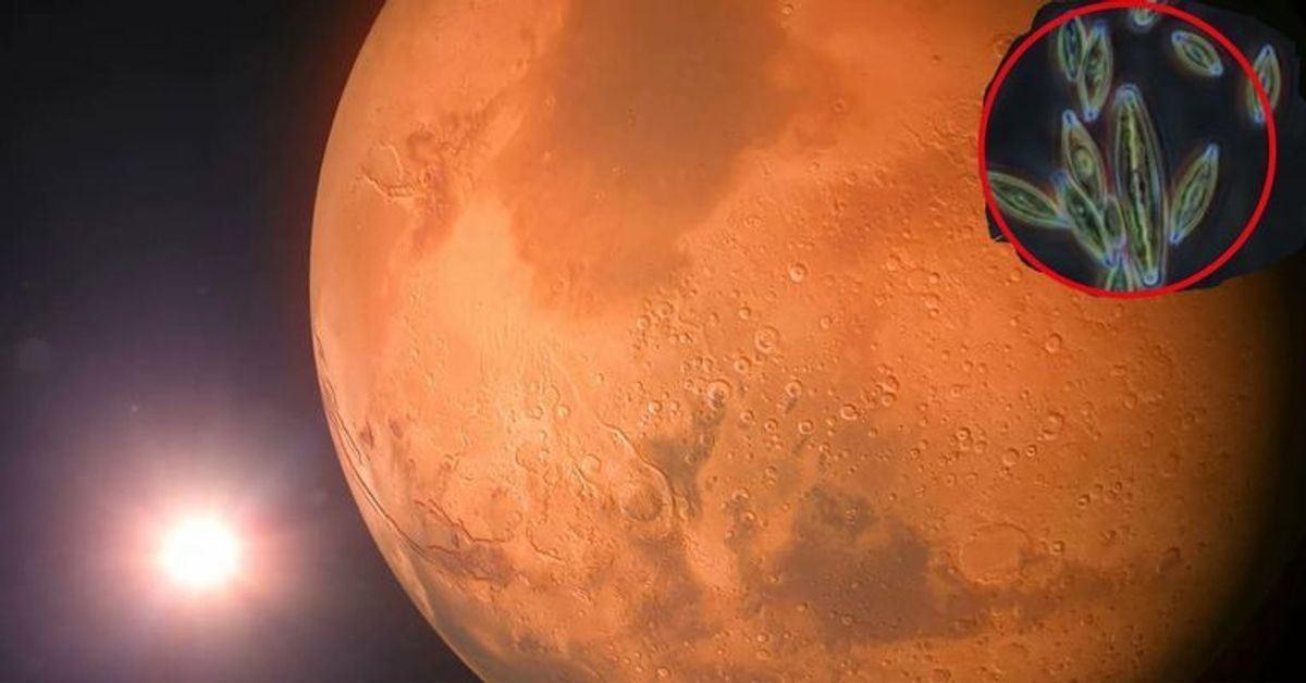 Mars: Hat die NASA aus Versehen Leben auf den Planeten gebracht?