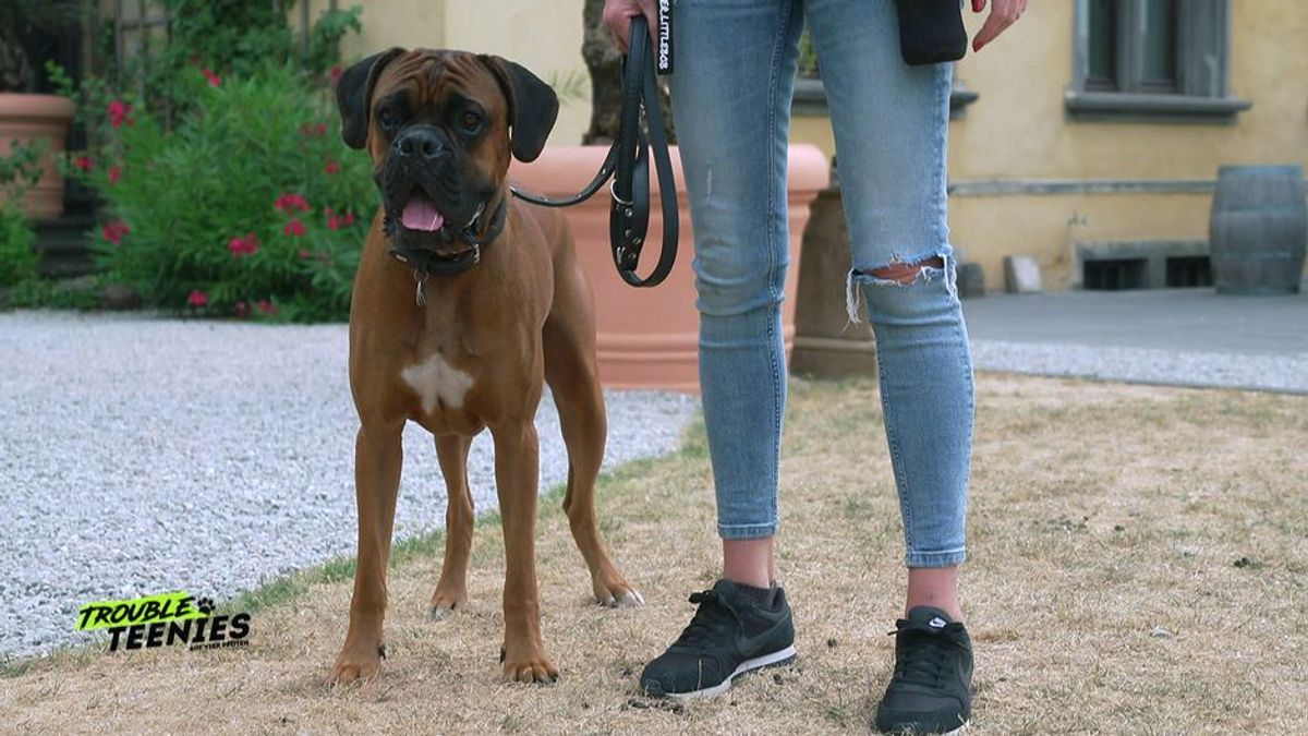 Darum sorgt ein Boxer für gute Laune