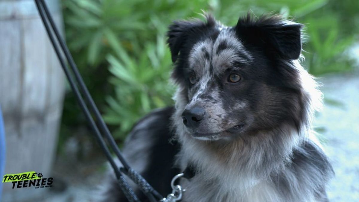 Der Mini - Australian Shepherd: Anspruchsvolles Allroundtalent