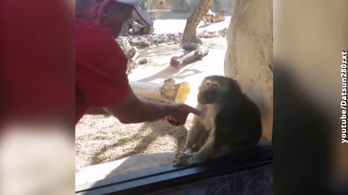 Er zeigt einem Pavian einen Zaubertrick - plötzlich rastet der Affe aus