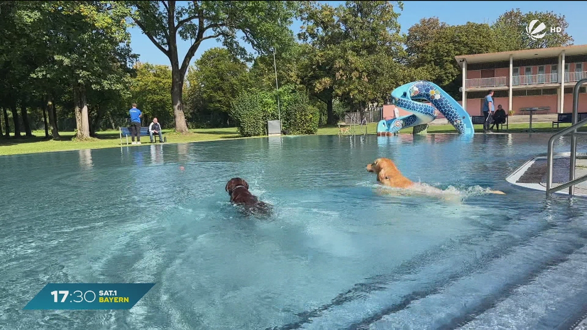 Tierischer Badespaß in München: Hunde dürfen im Freibad schwimmen