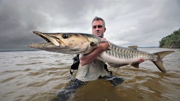 Hai vs. Barracuda