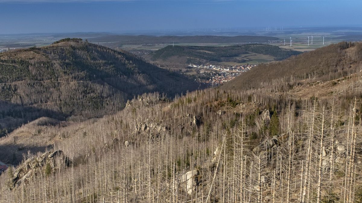 Wald in Gefahr: Alarmierende Zustände