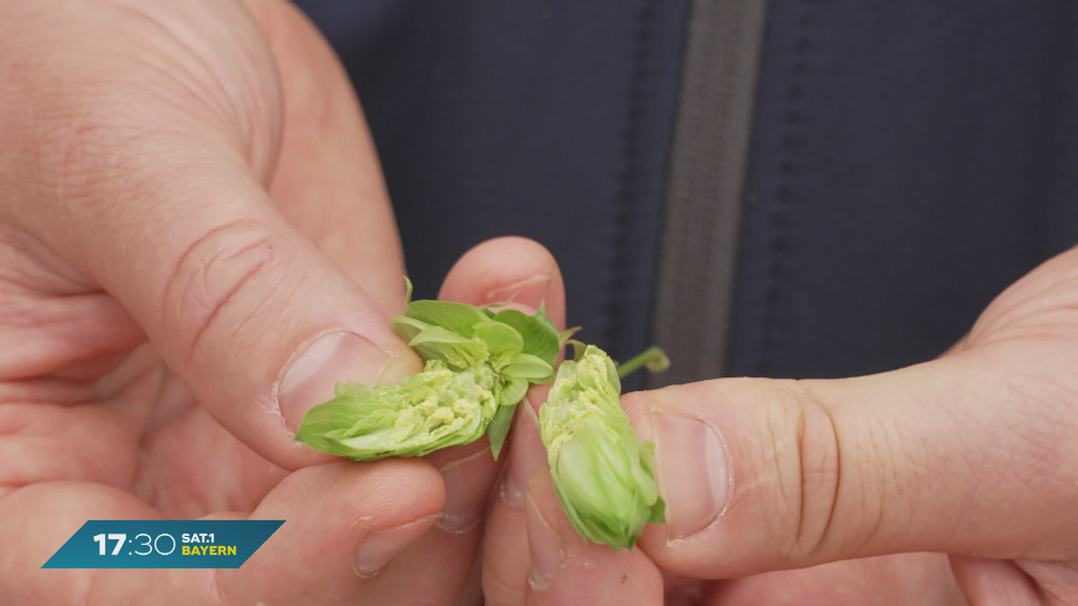 Bier und Bavaria: Hopfen-Forschung in Oberbayern