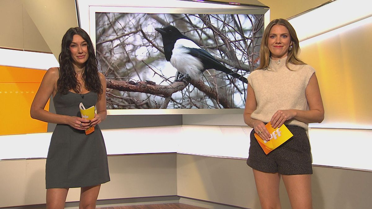 Natur-Wissen in Gefahr: Immer weniger Menschen erkennen Tier- und Pflanzenarten