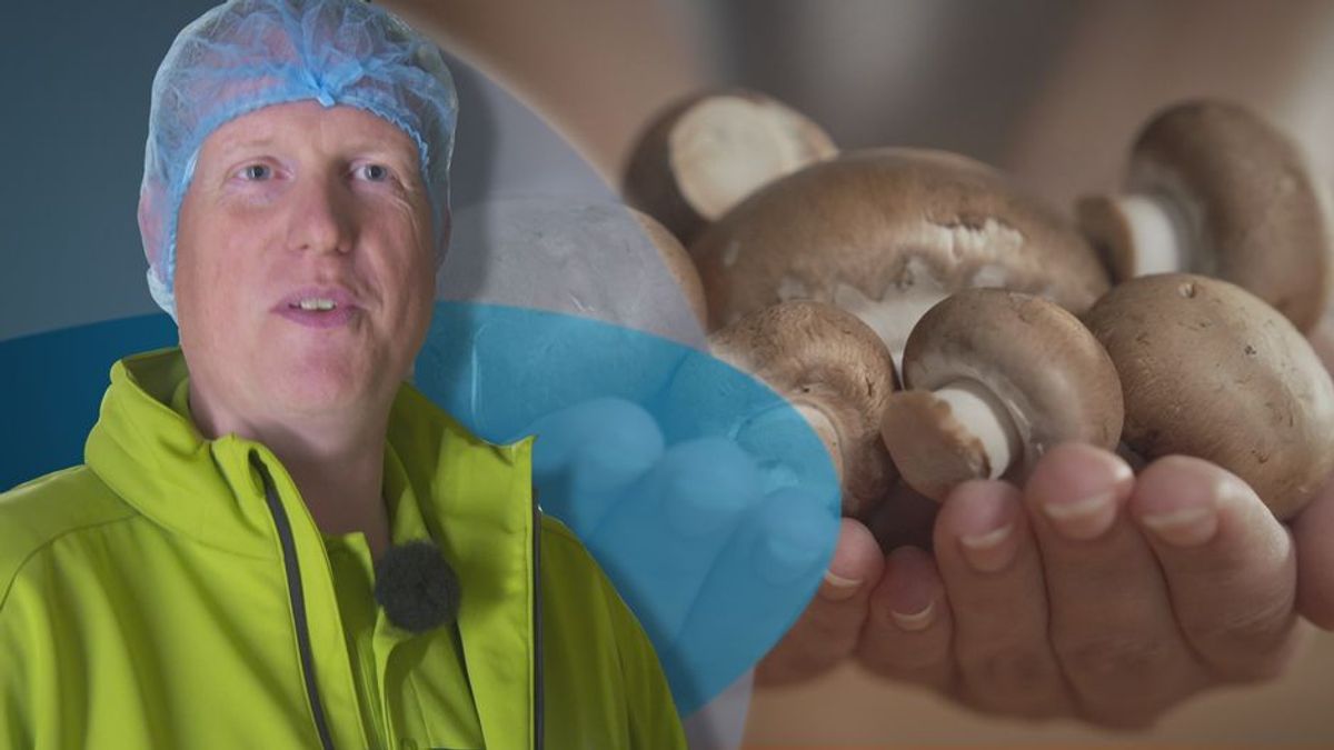 Braun oder weiß - welcher ist der bessere Champignon?