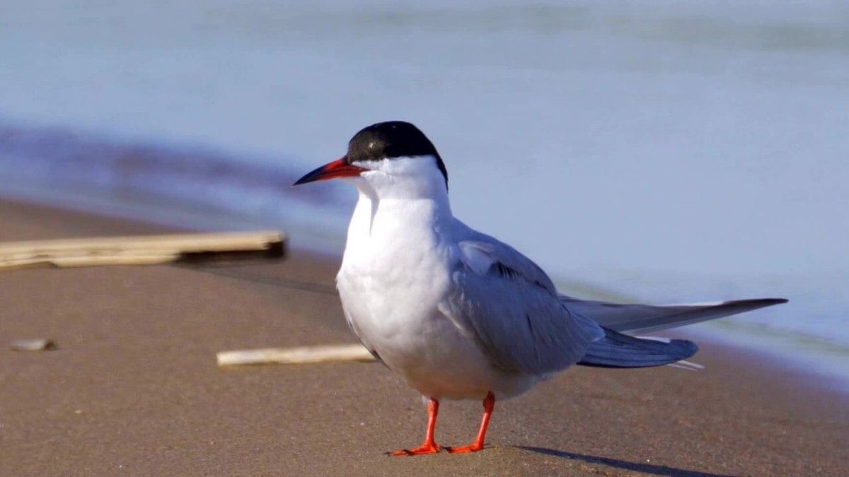 Vogelgrippe wütet an der Nordsee