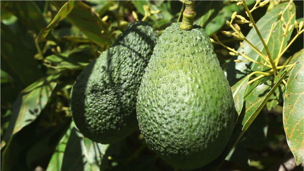 Vom Avocadokern zur Pflanze: So gelingt das Einpflanzen zu Hause