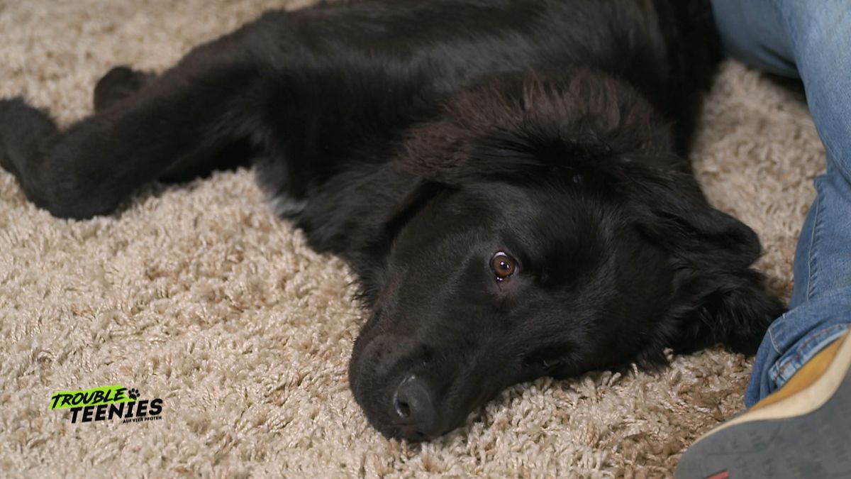 Landseer-Schäferhund-Mix: Typische Merkmale