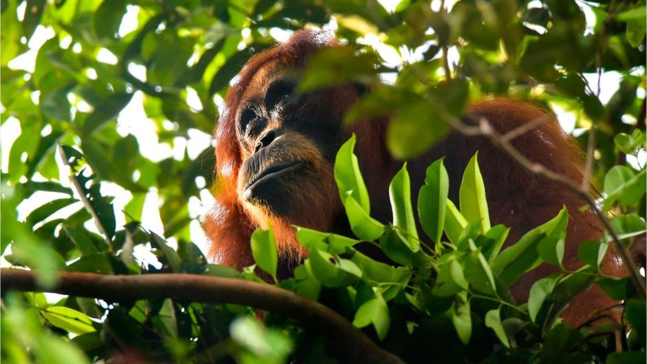 Erstmals Dokumentiert: Orang-Utan Verarztet Sich Selbst | ProSieben