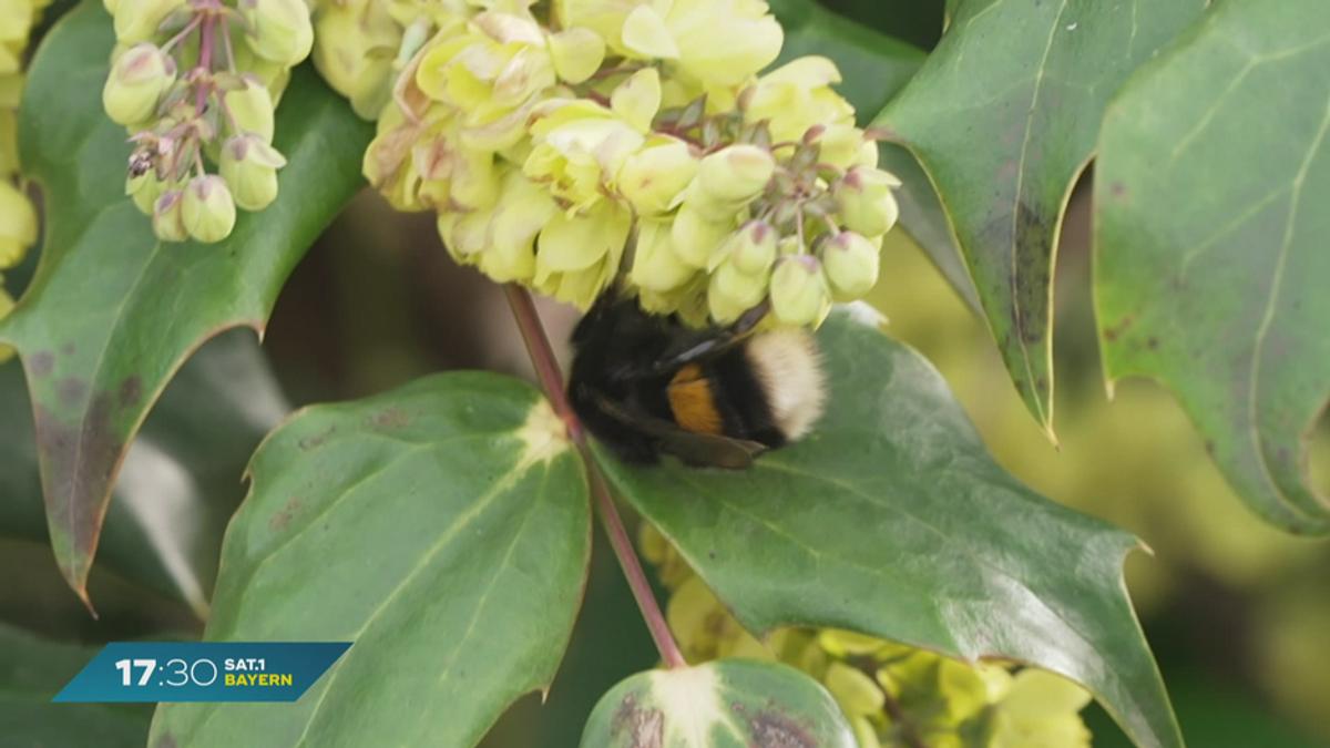 Raus in die Natur: Hummeln zählen für den Bund Naturschutz