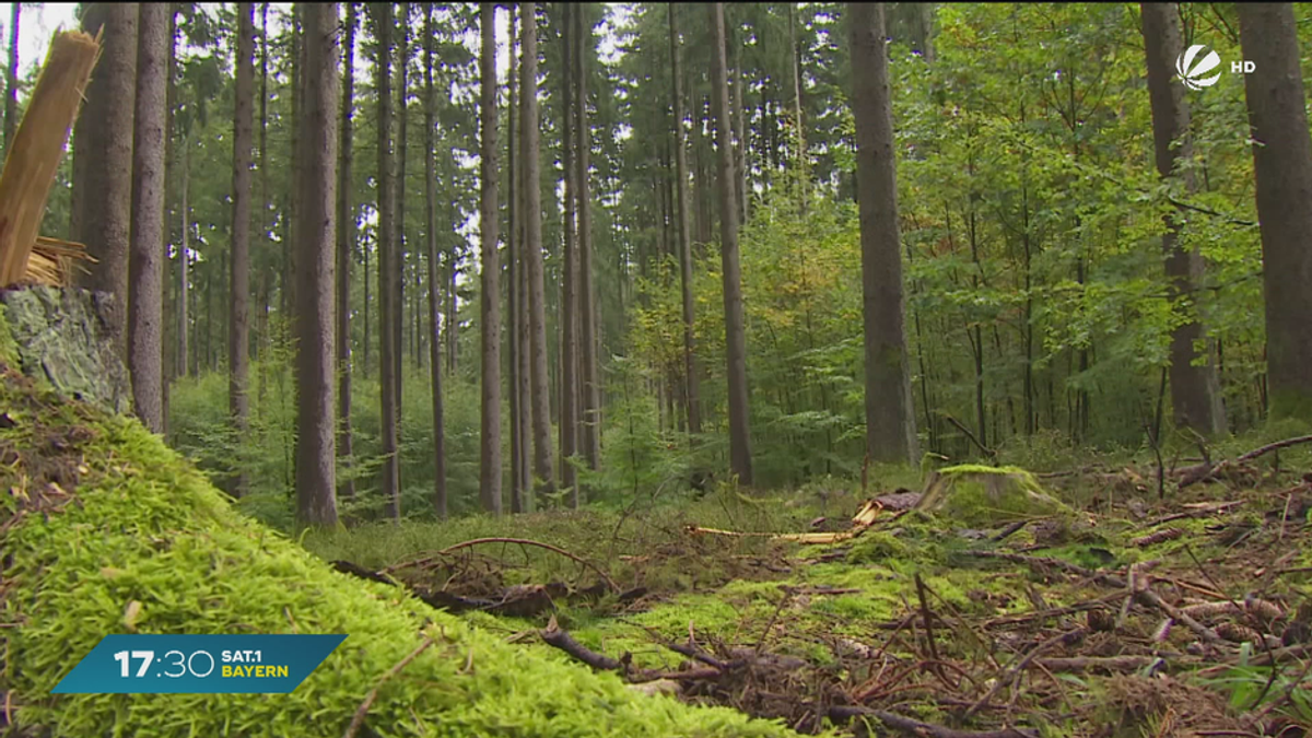 Wälder im Freistaat: Bayerische Staatsforsten mit positiver Bilanz