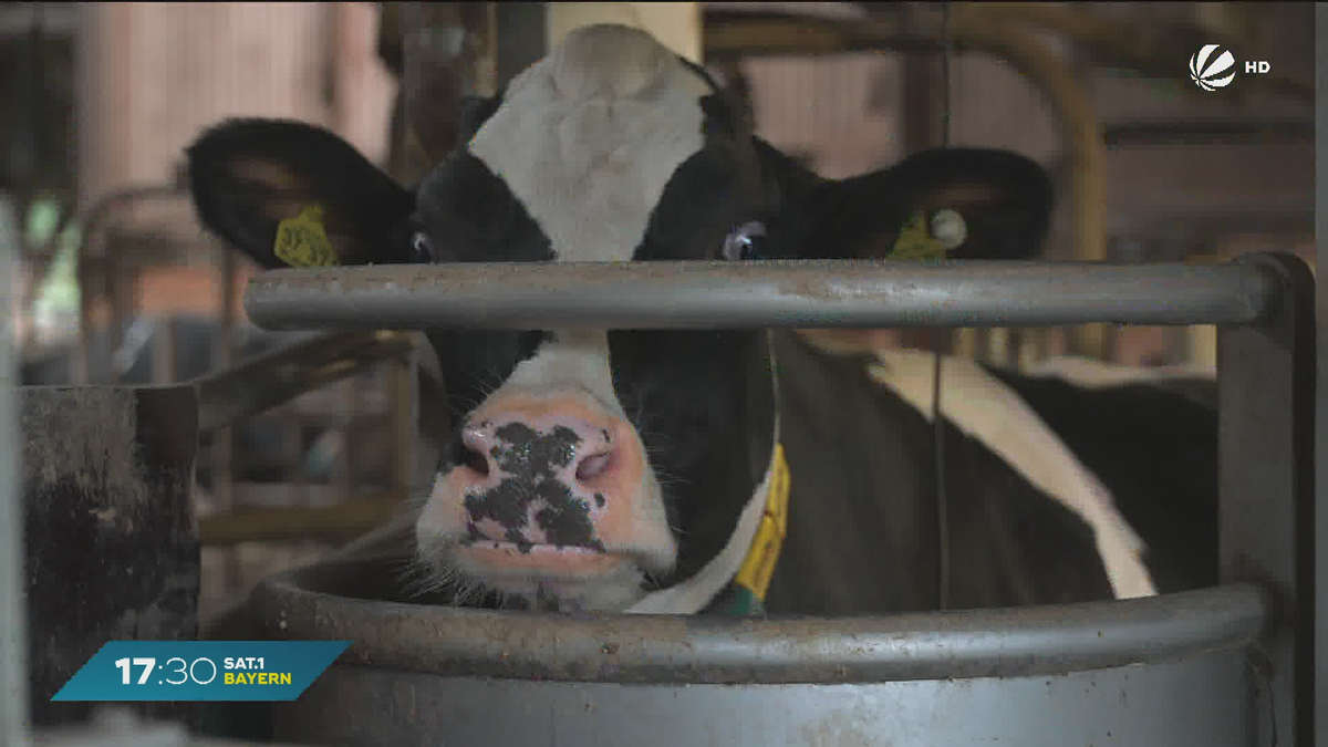 Kuh-Milch zum Heizen? Gemeinde in Oberbayern ist Vorreiter