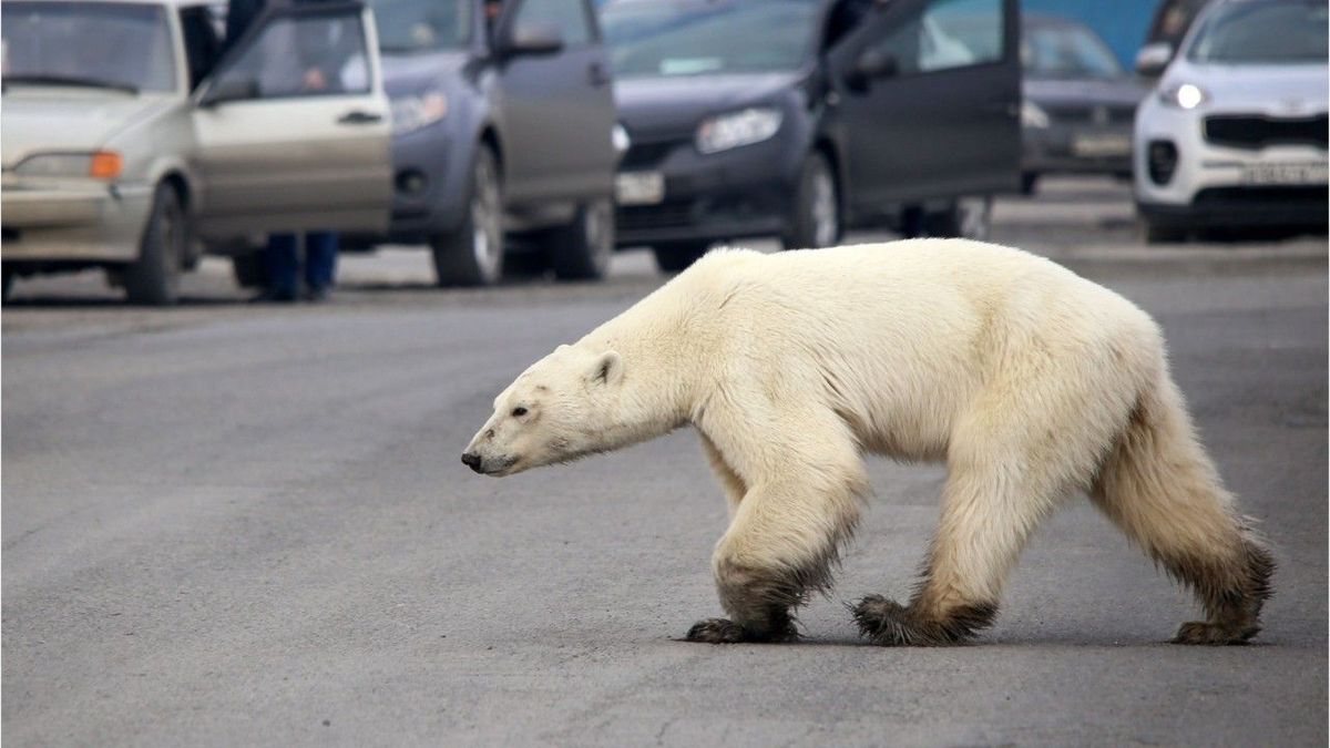 Unglaubliche Bilder: Hungriger Eisbär streift durch eine Stadt