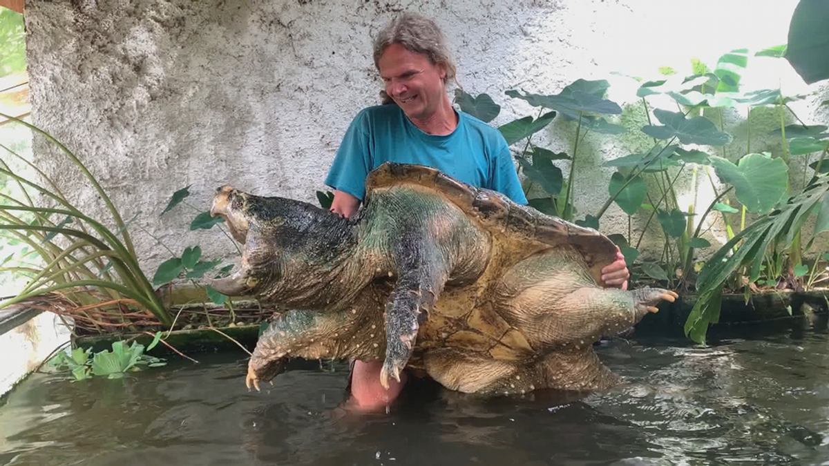 3000 gepanzerte Mitbewohner: Dieser Mann rettet tausende Schildkröten!