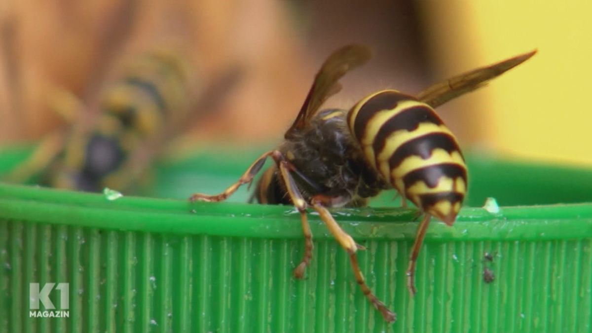 Hilft Rauch gegen Wespen? Die wichtigsten Fakten über die Insekten!