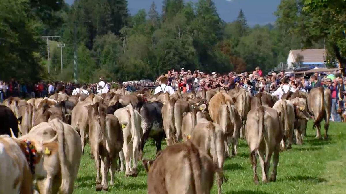 Viehscheid im Allgäu: Schellenläuten und geschmückte Kühe