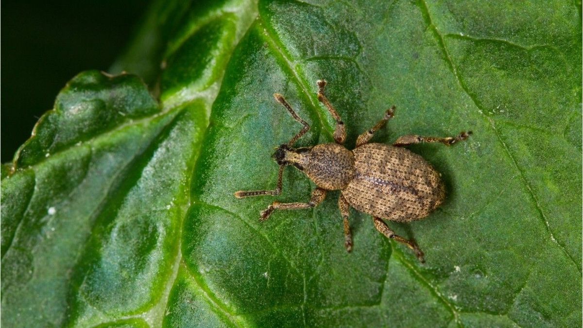 Hartnäckige Pflanzenschädlinge: So bekämpft ihr Dickmaulrüssler am besten