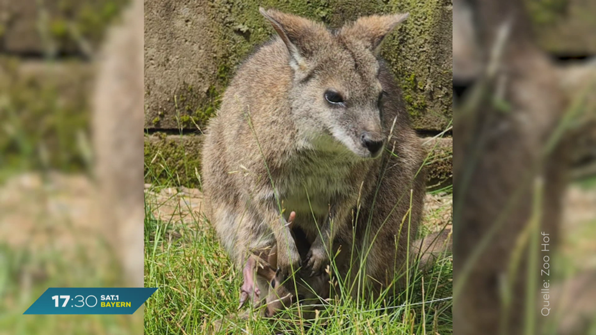 Parma-Wallaby-Baby: Seltener Nachwuchs im Zoo von Hof