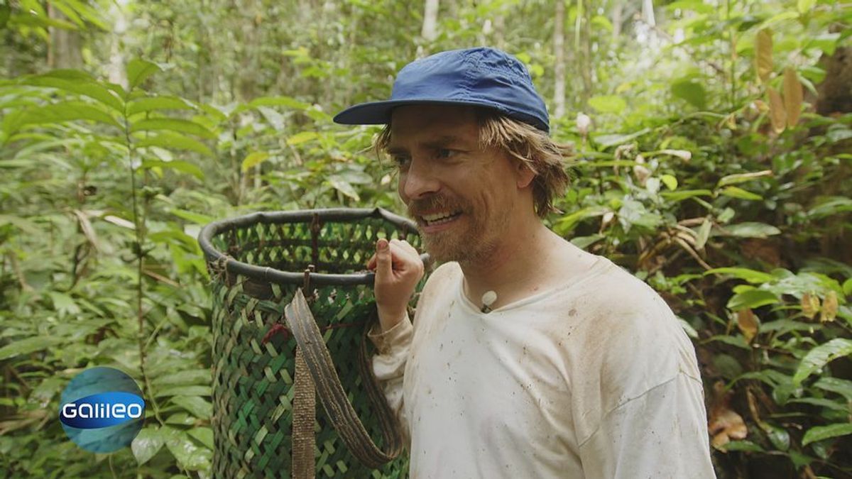 Kampf durch den Regenwald: Die abenteuerliche Suche nach der Paranuss