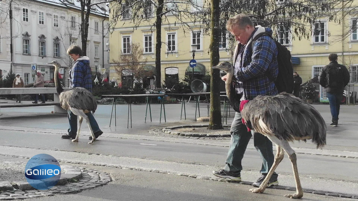 Nandu-Hype: Europareise mit zwei gefiederten Begleitern