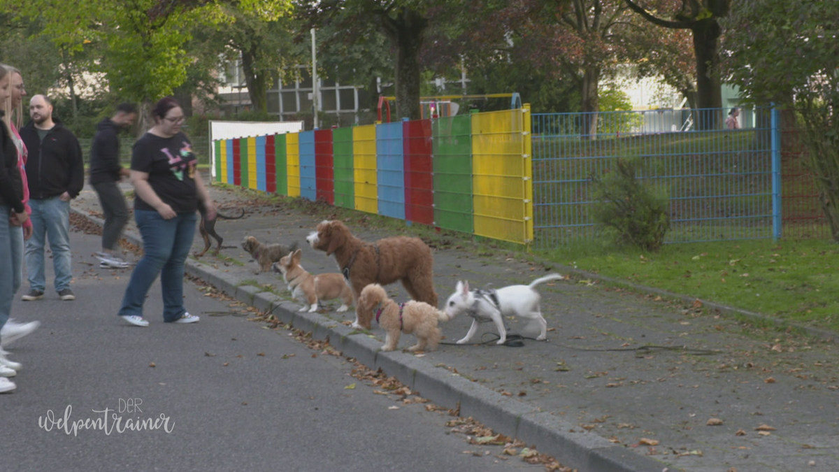 Geh nicht auf die Straße! Wie mein Hund auf dem Gehweg bleibt