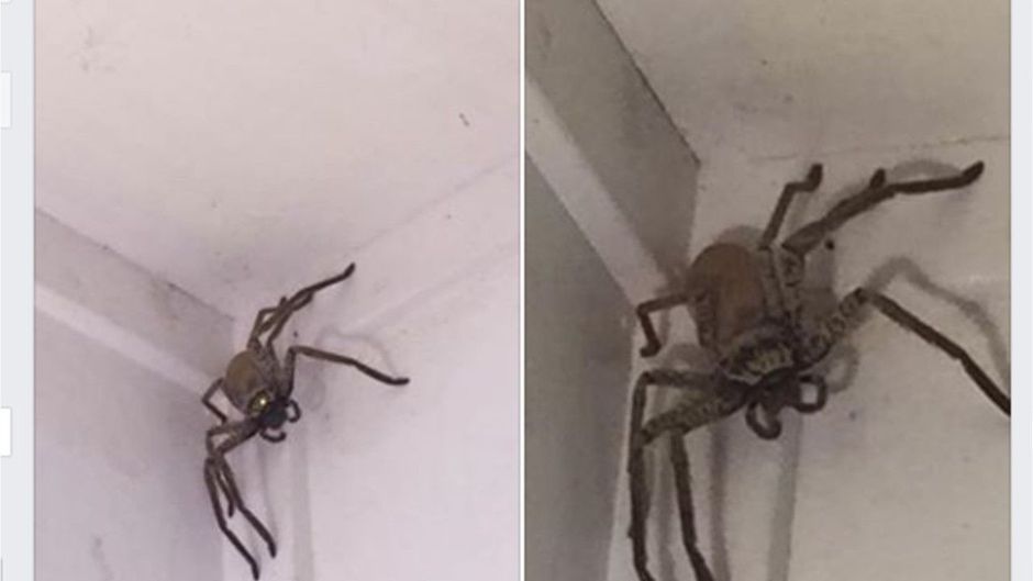 Australische Spinne an der Wand