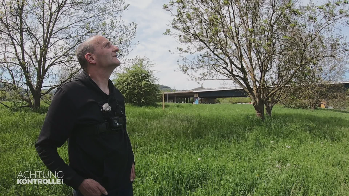 Rabenschwarm bei der Auswilderung – Wildtierzentrum Saarburg