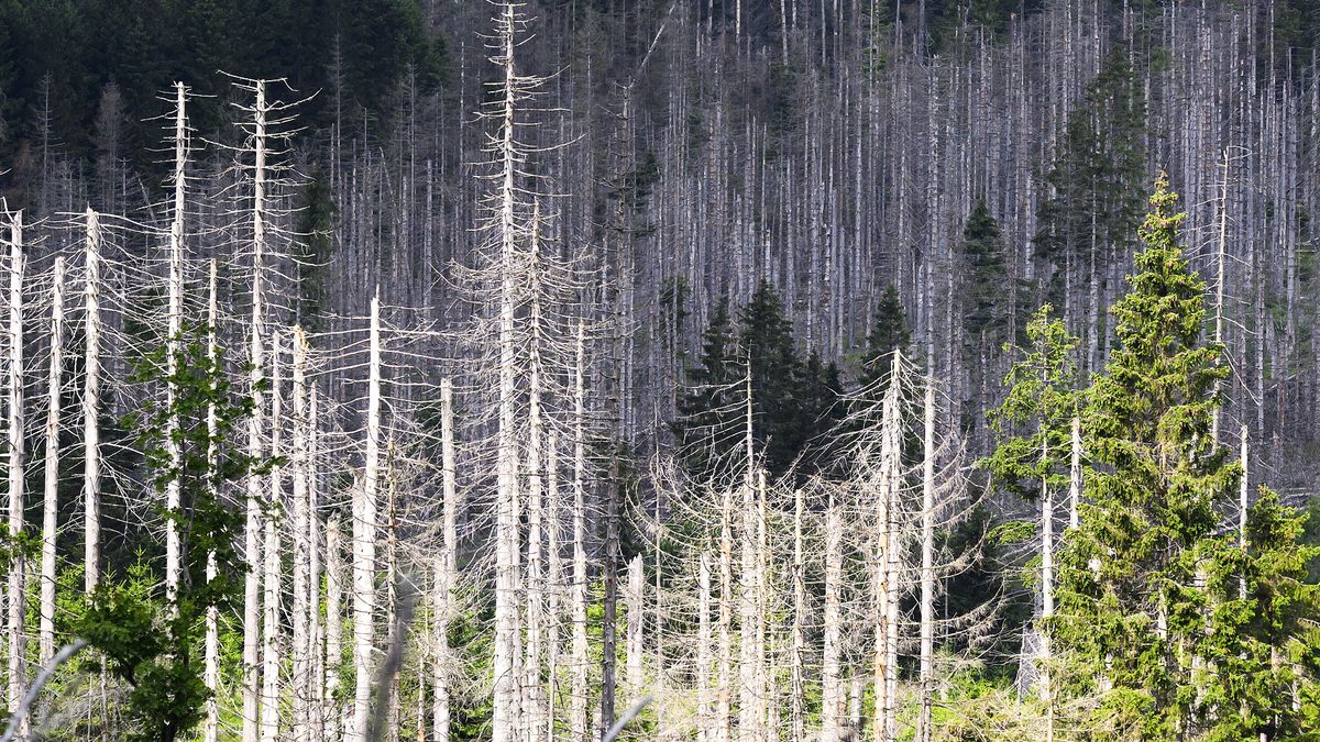 Waldsterben schreitet in Deutschland voran