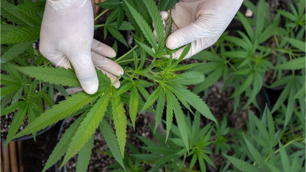 Legalisierung von Cannabis verstößt offenbar gegen EU-Recht