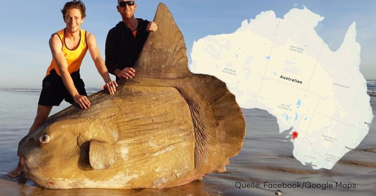 Seltener Fund: Angler entdecken Riesen-Mondfisch