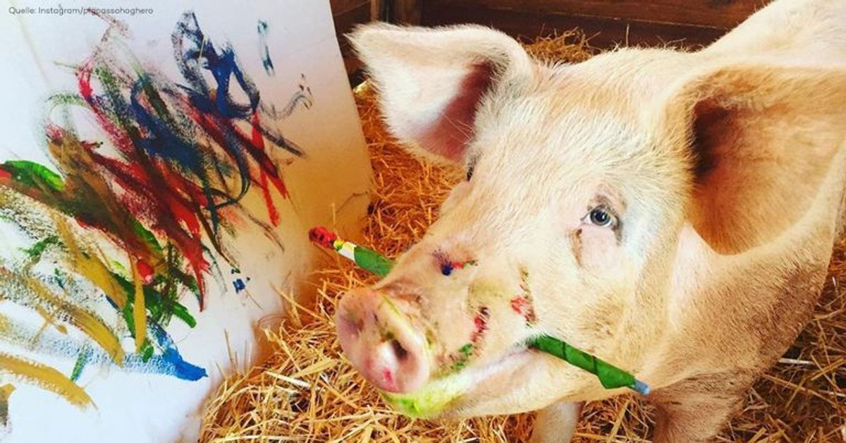 Sau talentiert: Schwein Pigcasso erobert die Kunstszene