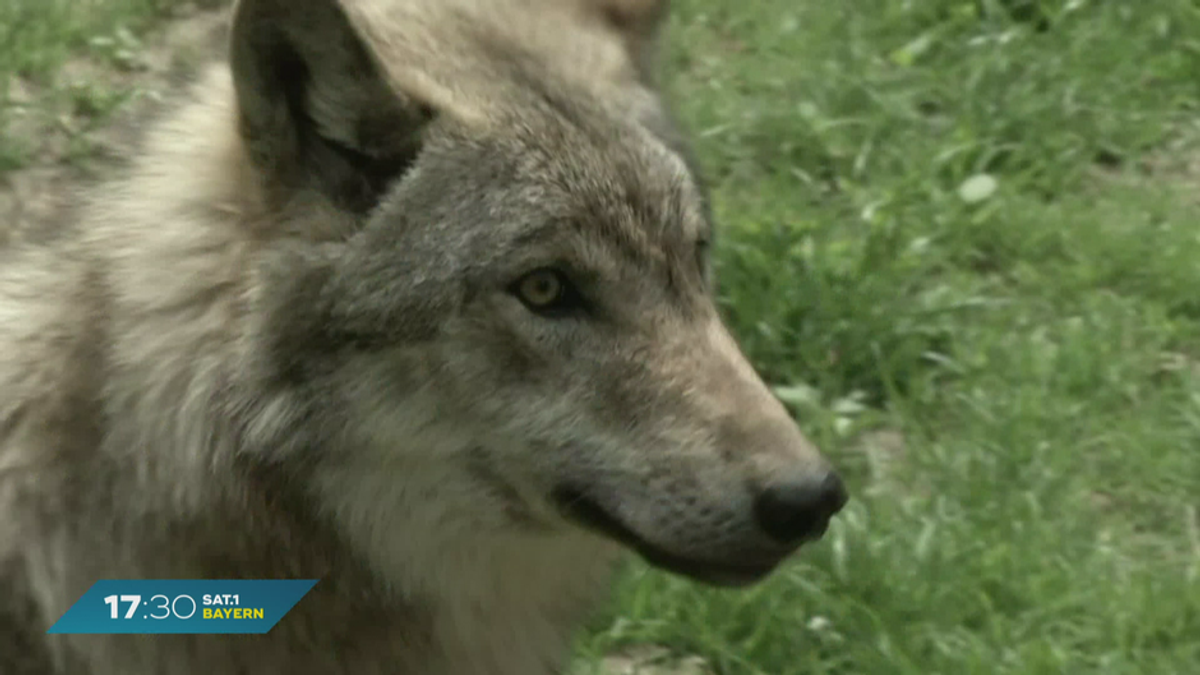 Abschuss vom Wölfen: Bayerns Wolfsverordnung ist unwirksam