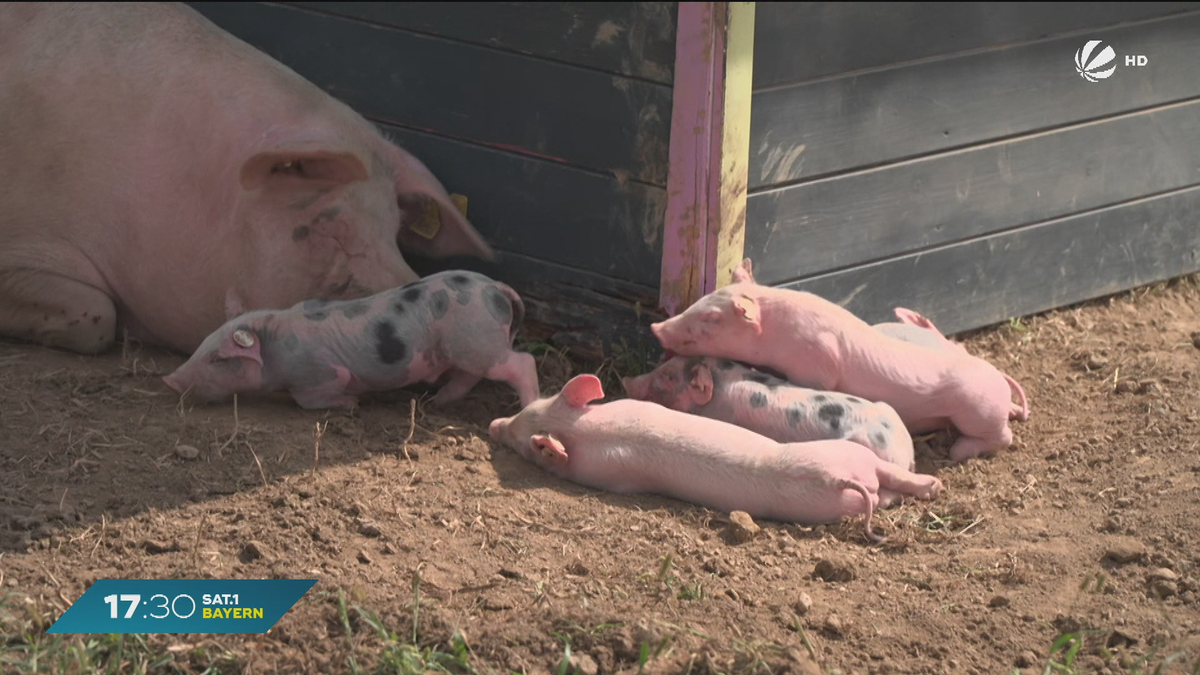 Bio-Erlebnistage in Bayern: Bio zum Anfassen und Mitmachen
