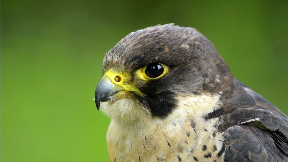 Jeder kann abstimmen: Das ist die Wahl zum "Vogel des Jahres"